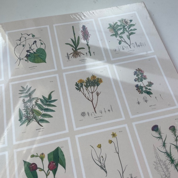 NWT Urban Outfitters Alexander von Humboldt Botanical Illustrations 22 Posters - Picture 14 of 14